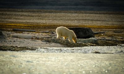 polar bear