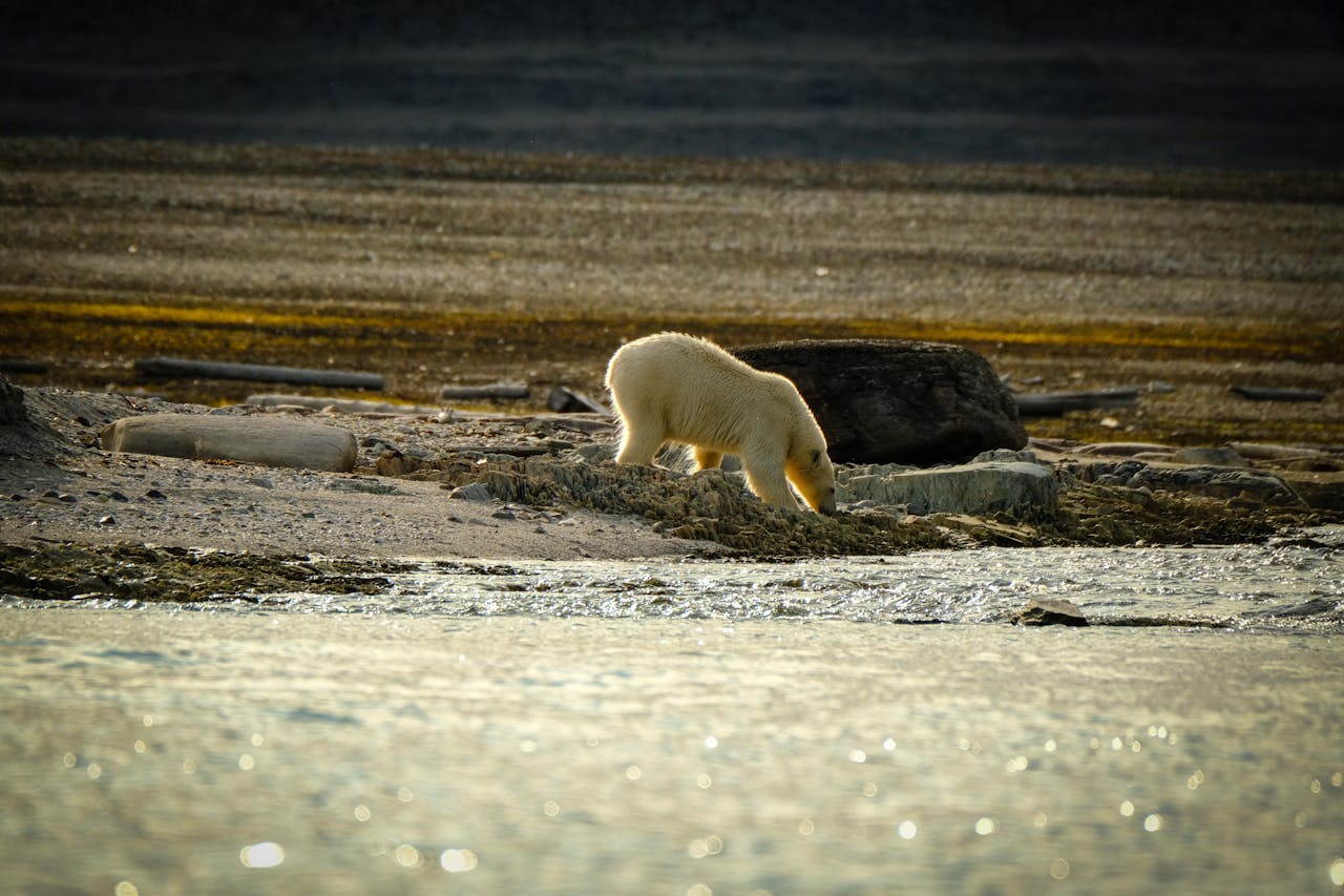 polar bear