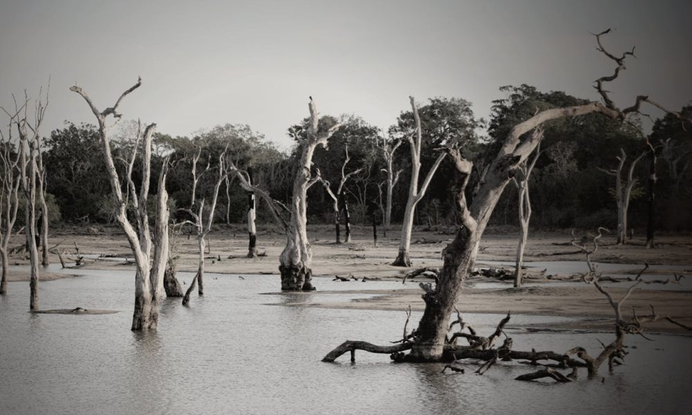 trees flood