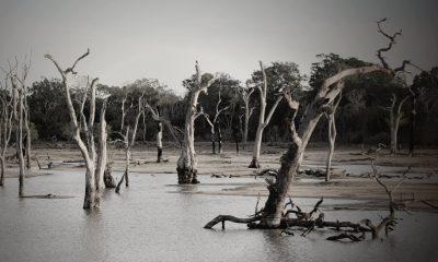 trees flood