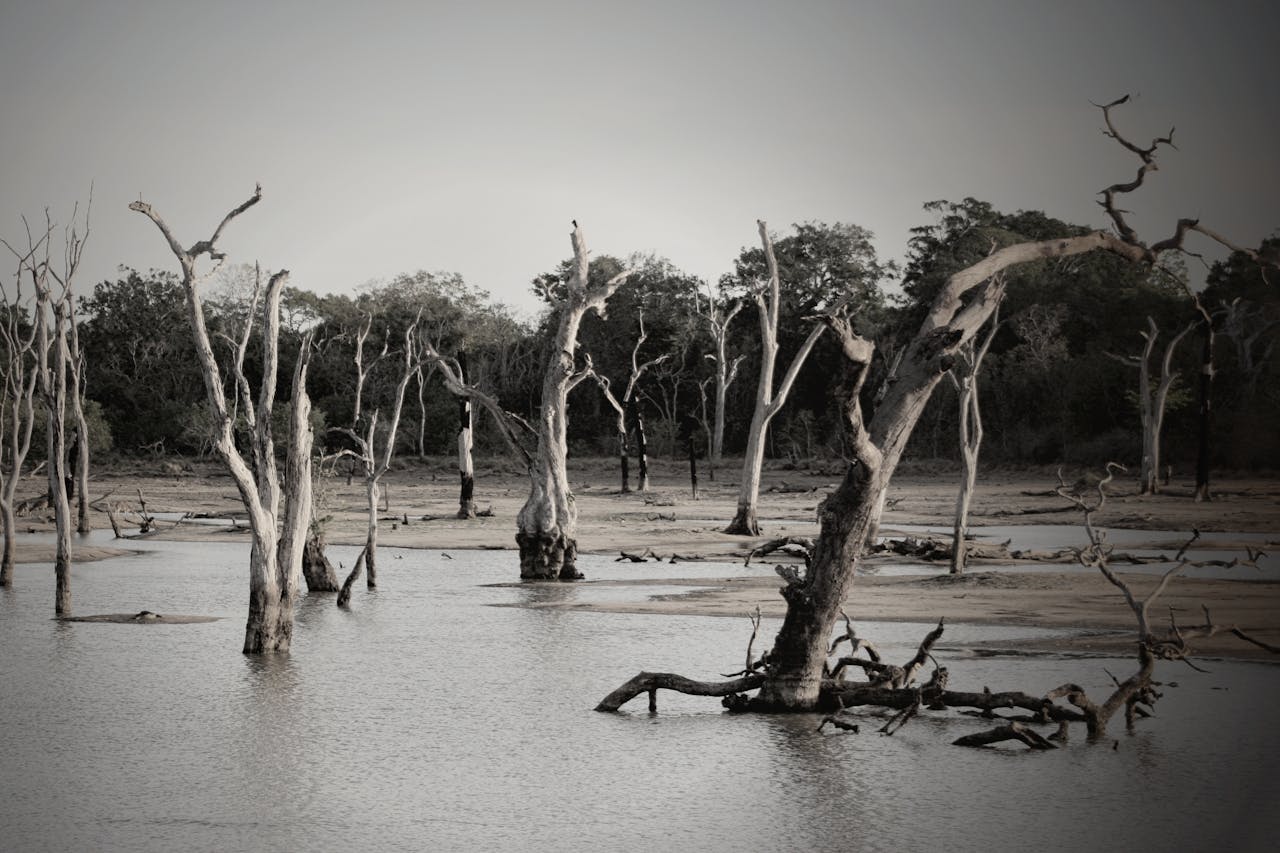 trees flood