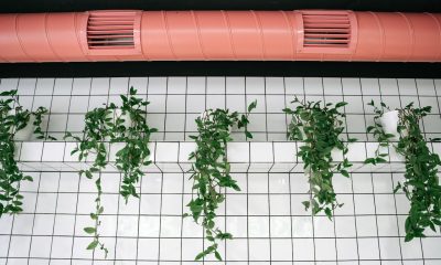 Green Plants on the Wall